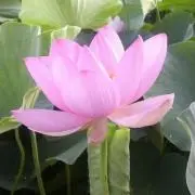 のらみかんの画像