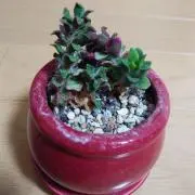 せんとちひろ