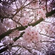 茉莉の画像