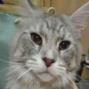 さゆり さゆりの画像