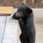 こぐまちゃん