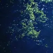 虜ロールの画像