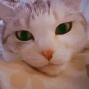 Nekoの画像