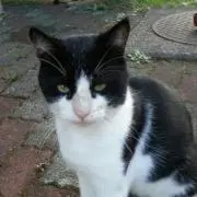mimi