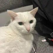 R1t222の画像