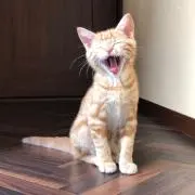 イレーヌの画像