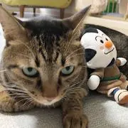 necotaの画像