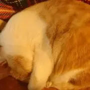 藍色