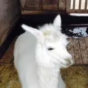 あの画像
