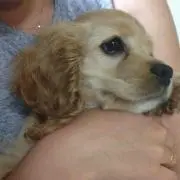 ジョルの画像