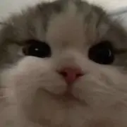 Geeeeeの画像