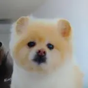 2019正月の画像