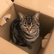 マークペケの画像