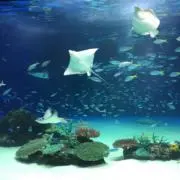 けんの画像