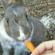 まりの画像