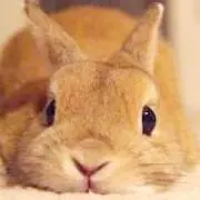 うさこ