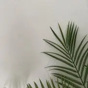 kuroの画像