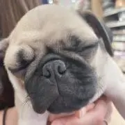 だーの画像