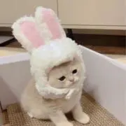 Nyanの画像