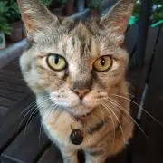 TOSの画像