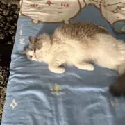 Kimの画像