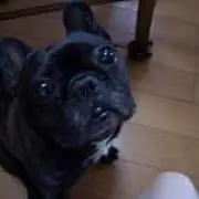 りん
