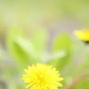 たんぽぽ