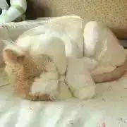 ねこの画像