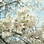 にゃーの画像