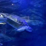 ムギの画像