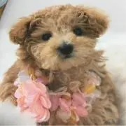 ポピーの画像