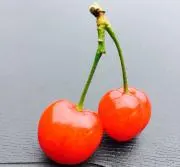 くろみの画像