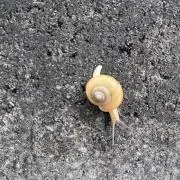 いとうの画像
