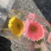 Liccaの画像