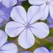 blueの画像