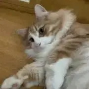 ひろまりの画像
