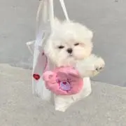 ぱるの画像