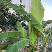 jannati firdausの画像