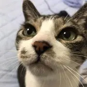 ゆずカナの画像