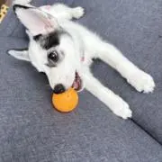 らてこの画像