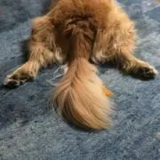 はるの画像