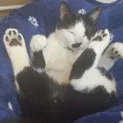 はなの画像