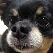 えまの画像