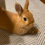 タカ