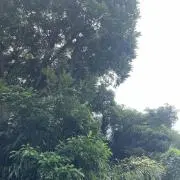 shinの画像