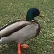 冷
