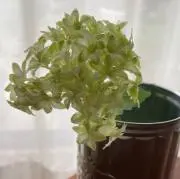 アナベルの画像