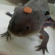 コタロー☺