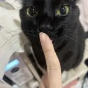 りげる