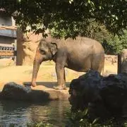 ぞうの画像